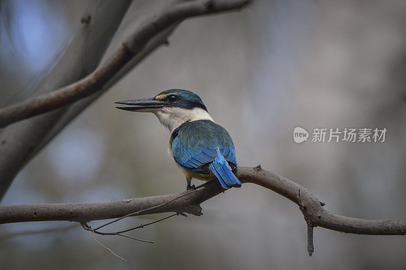 神圣的翠鸟(Todiramphus sanctus)